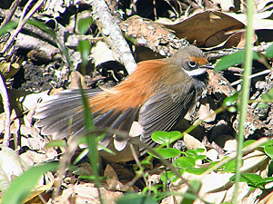 Rufous Fantail