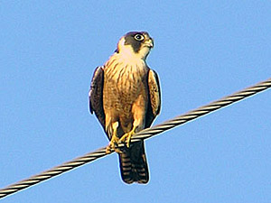 Australian Hobby