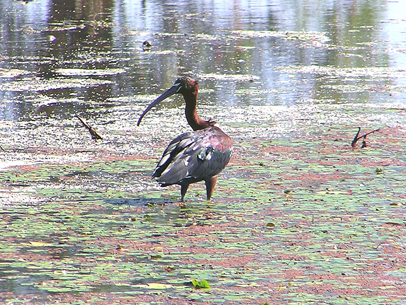 Glossy Ibis