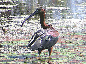 Glossy Ibis