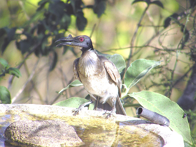 Noisy Friarbird
