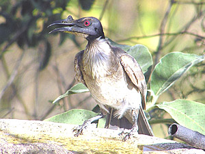 Noisy Friarbird