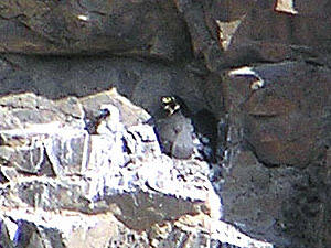 Peregrine Falcon at nest