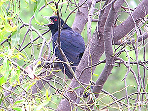 Common Koel