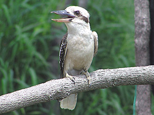 Laughing Kookaburra