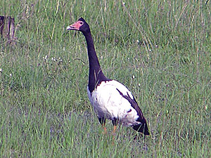 Magpie Goose