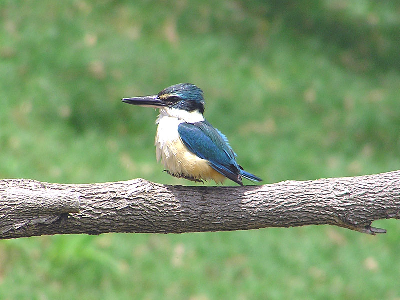 Sacred Kingfisher