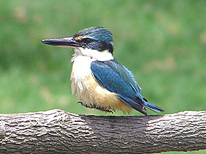 Sacred Kingfisher