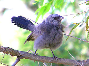 Apostlebird