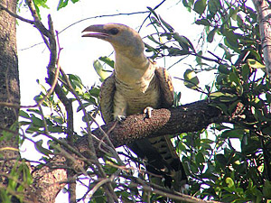 Channel-billed Cuckoo