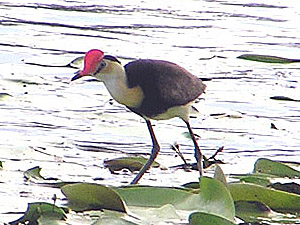 Comb-crested Jacana