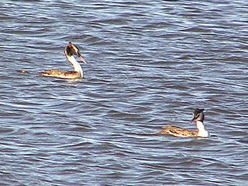 Great-crested Grebe