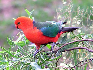 King Parrot