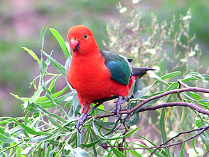 King Parrot