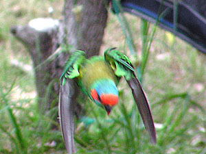 Musk Lorikeet