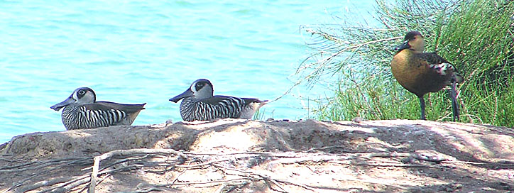 Pink-eared Duck & Wandering Whistling Duck