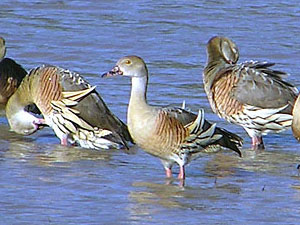 Plumed Whistling Duck