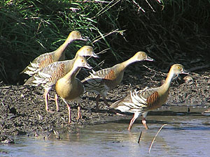 Plumed Whistling Duck