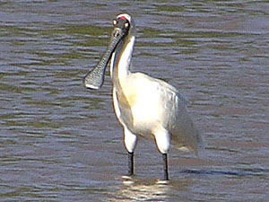 Royal Spoonbill