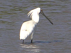 Royal Spoonbill