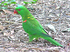 Scaly-breasted Lorikeet