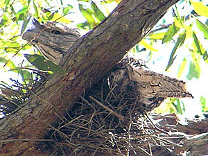 Tawny Frogmouth