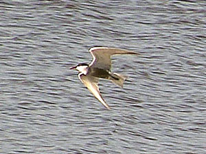 Whiskered Tern