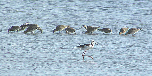 Black-tailed Godwits and Black-winged Stilt