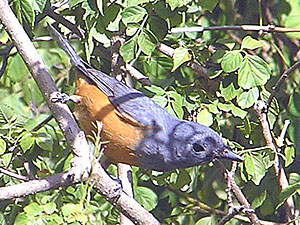 Black-faced Monarch