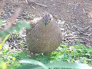 Brown Quail