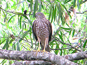 Collared Sparrowhawk 