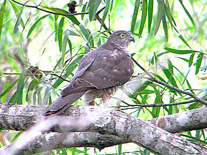 Collared Sparrowhawk 