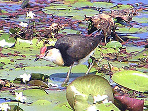 Comb-crested Jacana