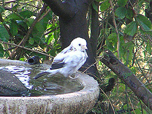 leucistic House Sparrow