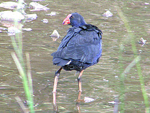 Purple Swamphen