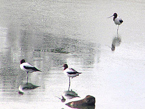 Red-necked Avocets