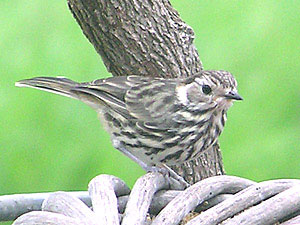 Speckled Warbler