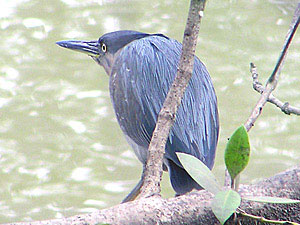 Striated Heron