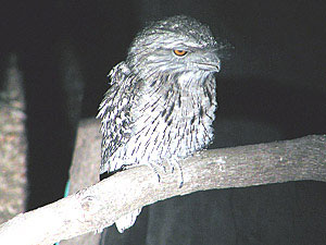 Tawny Frogmouth