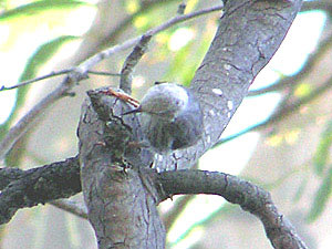 Varied Sittella