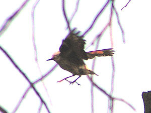 Varied Sittella