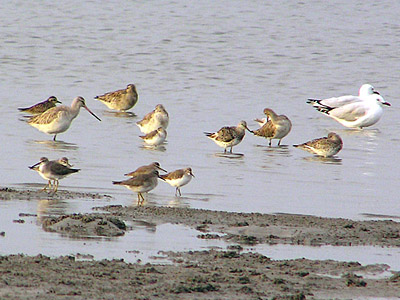 Waders at Thorneside