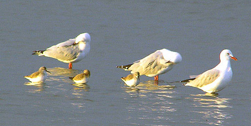 Curlew Sandpipers and Silver Gulls