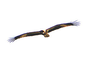 Whistling Kite