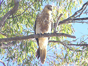 Whistling Kite