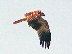 Whistling Kite