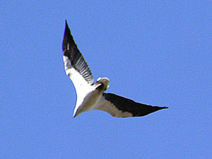 White-bellied Sea-eagle