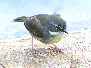 White-browed Scrubwren