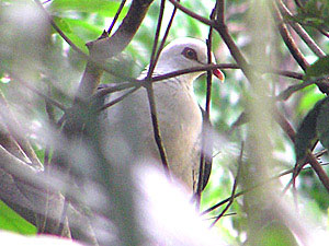 White-headed Pigeon