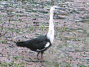 White-necked Heron